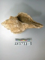 藏品(螺殼)的圖片